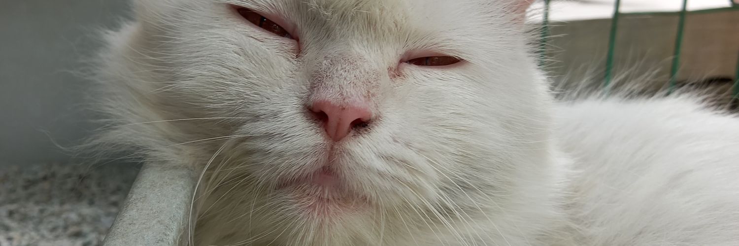 rhmaaaa_'s profile banner image