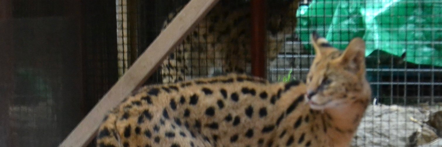 jackybliss's profile banner image