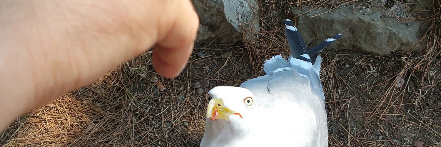 trevisanCri's profile banner image