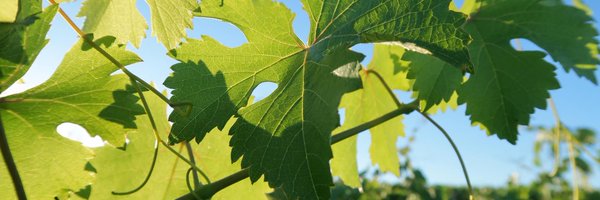 Winemonger Profile Banner