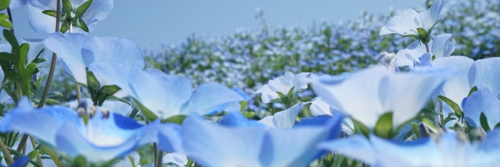 syanPhoto's profile banner image