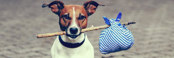 thedogfinder Profile Banner