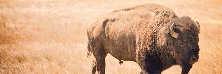 TKsaurus_Rex's profile banner image