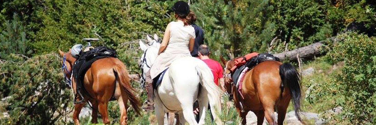 @canvivet banner