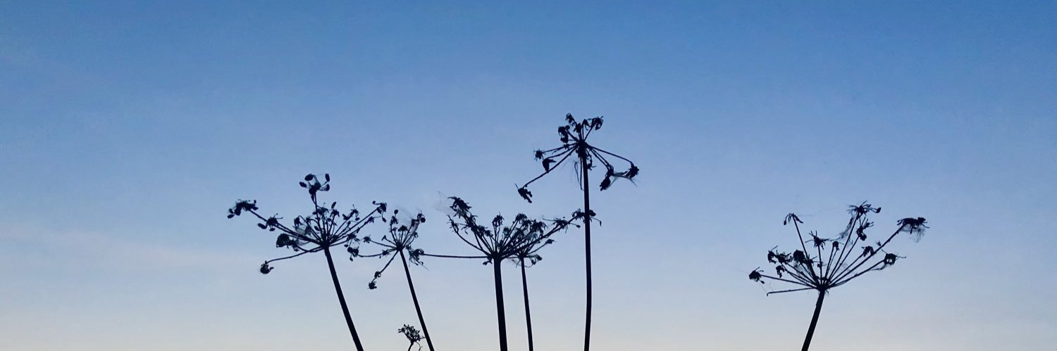 Daniel Gorman banner