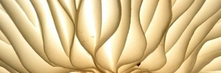 Sjilaji's profile banner image