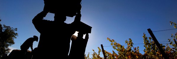 Sonomagrapes Profile Banner