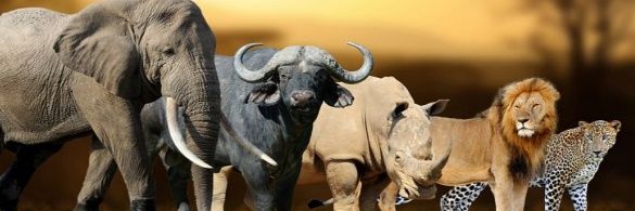 Fivebulls's profile banner image