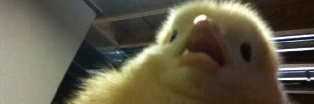 Hannah_Kaplan's profile banner image