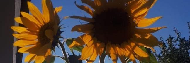 satiro_paula's profile banner image
