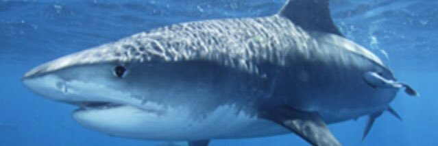 Robert Pearson banner