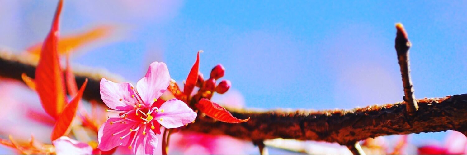 somkid48's profile banner image