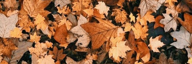 DirectionerLea5's profile banner image