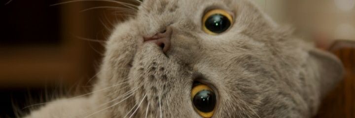 L33alp's profile banner image