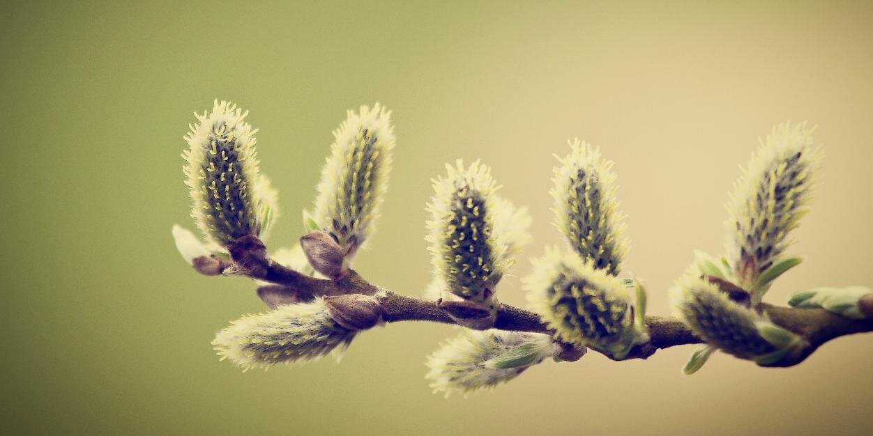 NatuurCollege's profile banner image