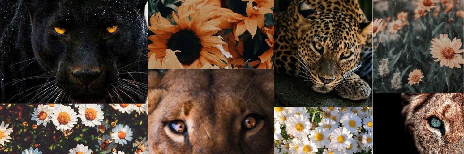 venturaviic's profile banner image