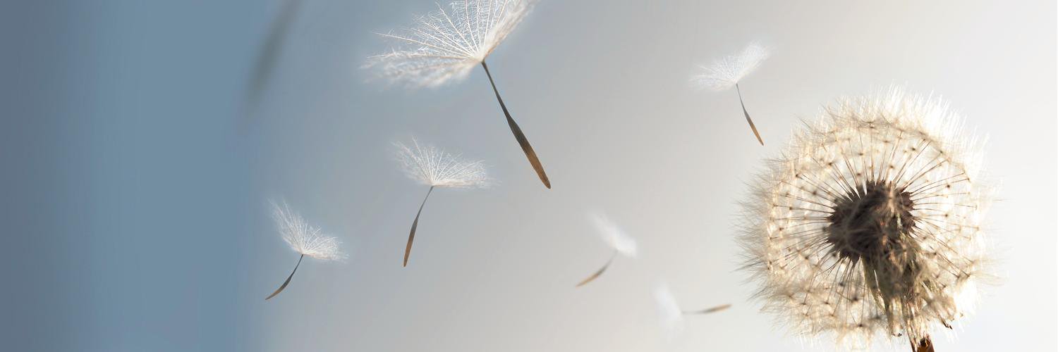 nef vakfı banner