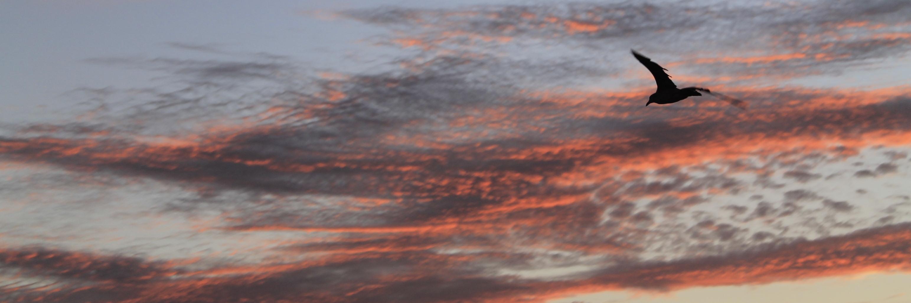 bruhcicerelli's profile banner image