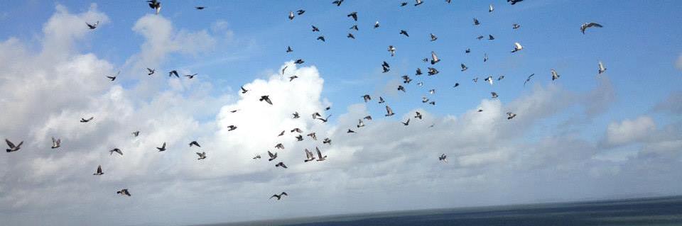 Phoebe Osborne banner