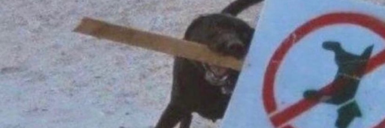 Jaqueps's profile banner image