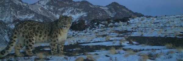 SnowLeopardHope Profile Banner