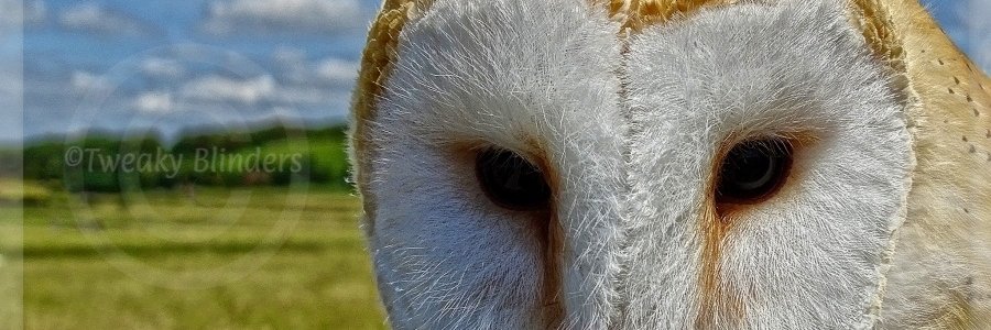 TweakyBlinders's profile banner image
