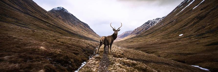 Alice Bromage banner