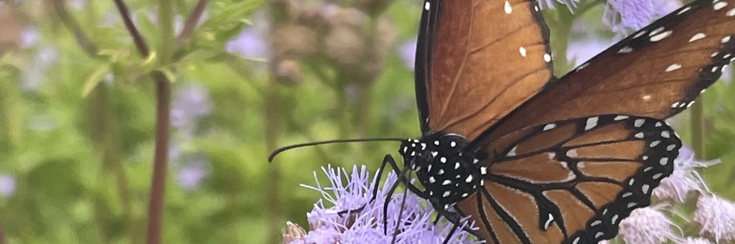 WordsfromJebs's profile banner image