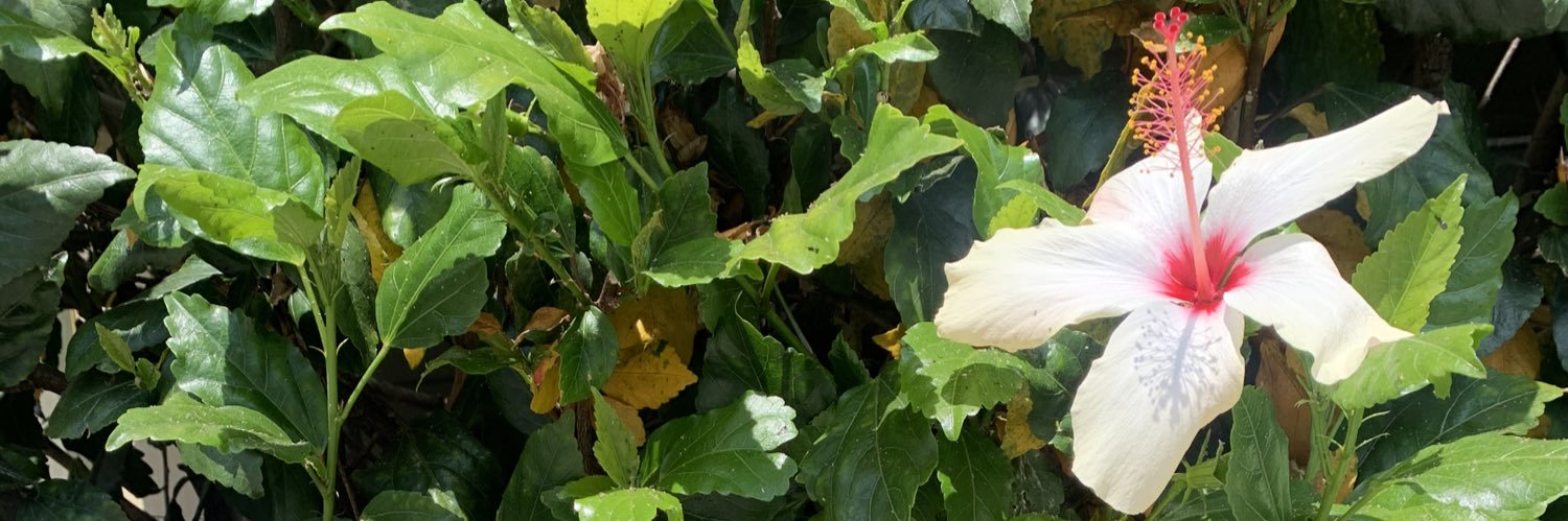 stephanie guevara banner