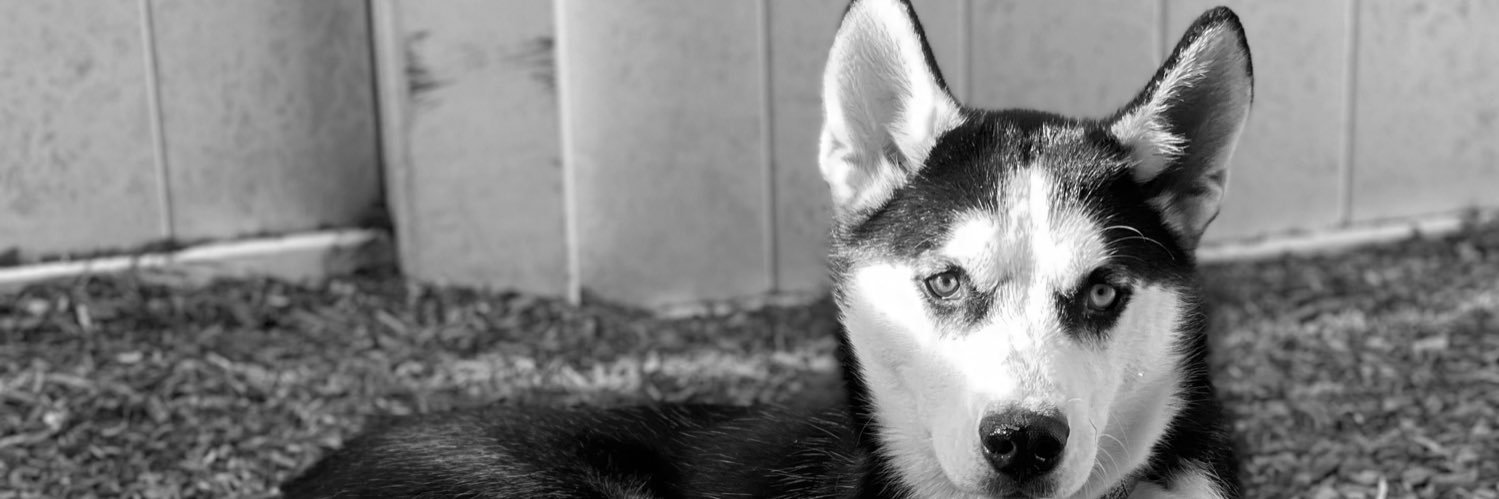 Taryn Colon ❀ banner