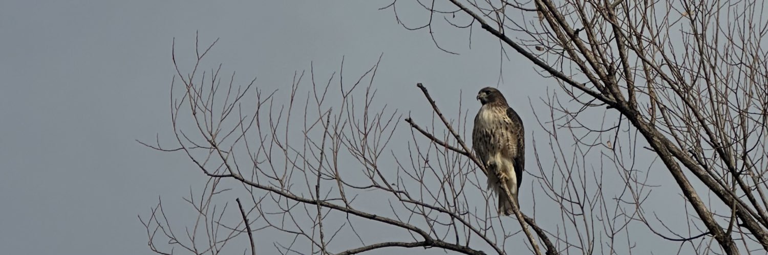 Ant The Developer banner