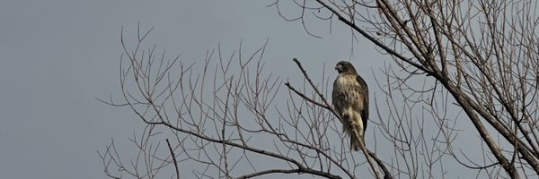 AntJanus Profile Banner