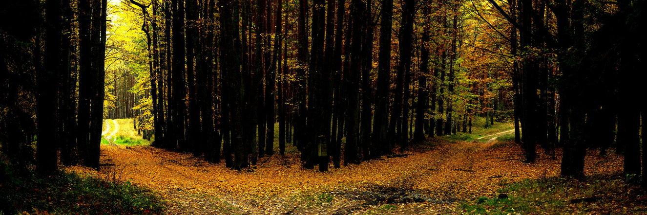 trippingwords's profile banner image
