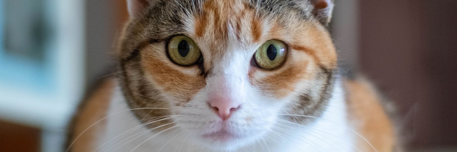 PatiRuano's profile banner image