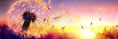 Alix39's profile banner image