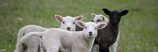 Sol Rodríguez banner