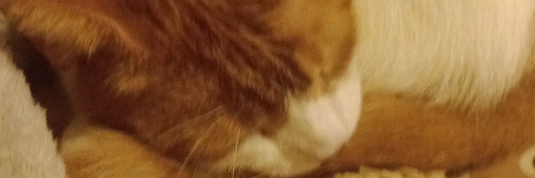 Rachel Who fan banner