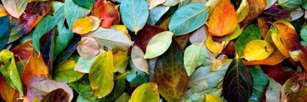 yasna_pd's profile banner image