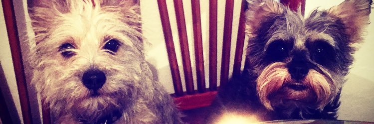 KittyManzon's profile banner image