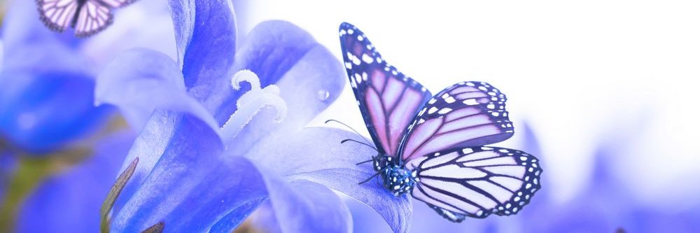ViolettkaVi's profile banner image