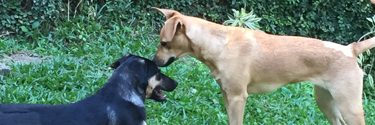 Juliana Faria banner