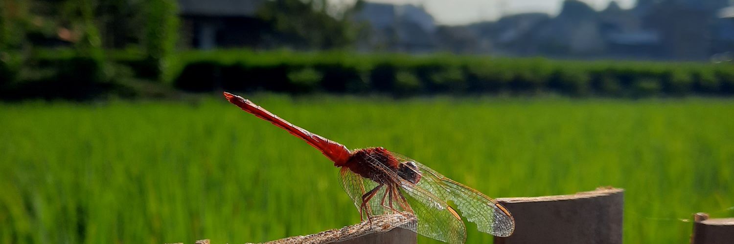 BonieYogie's profile banner image