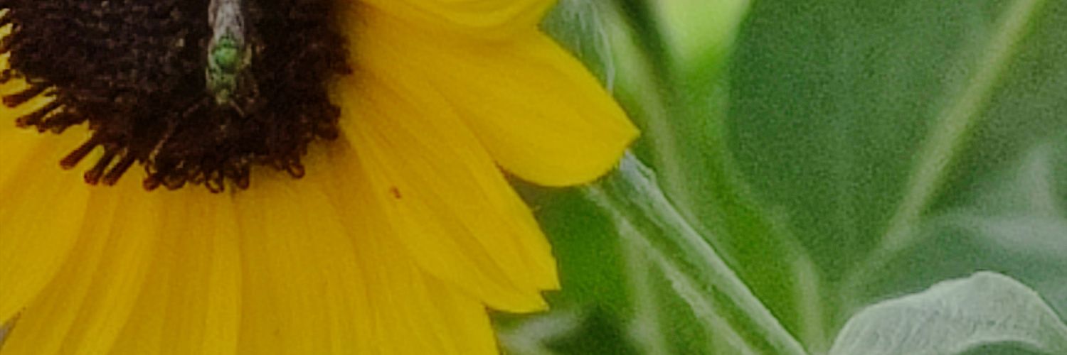 lenibeatriz's profile banner image
