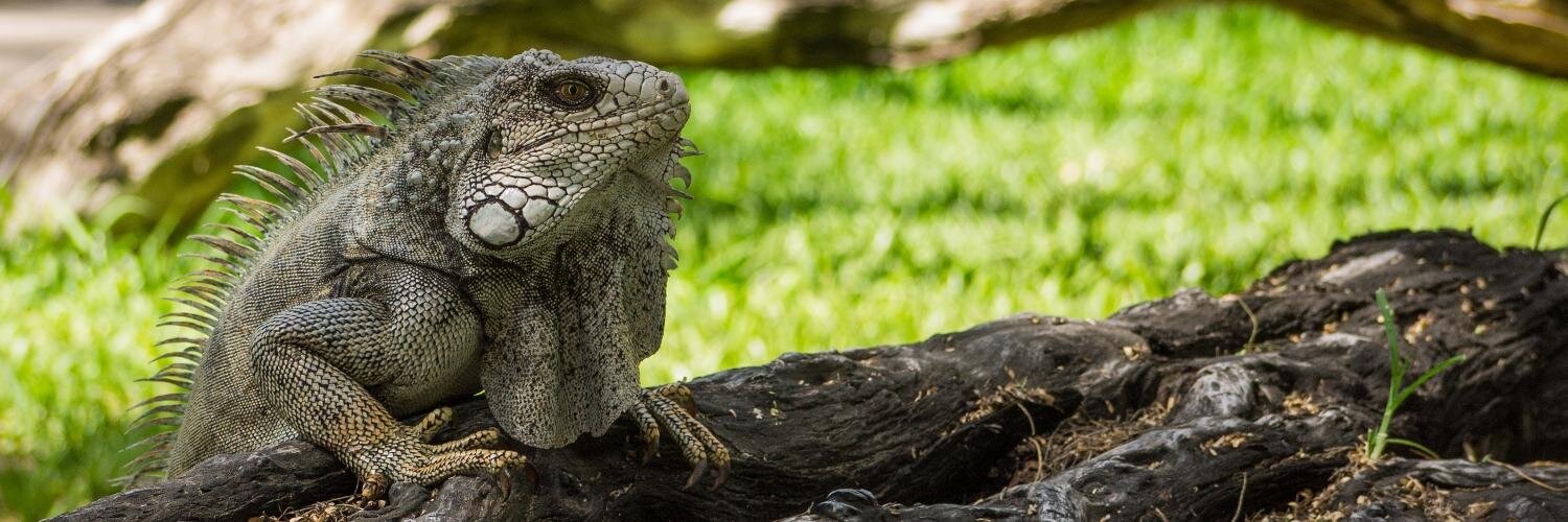 Steve Mc Gregor banner