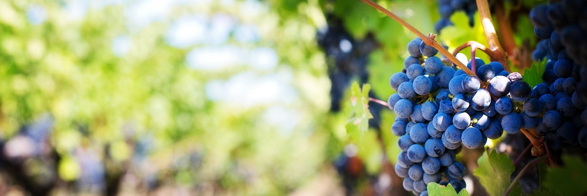 PNWUncorked's profile banner image