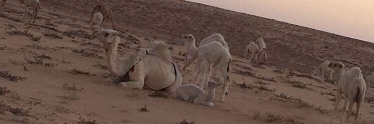 مطلق السبيعي banner