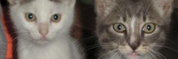ZOOTEX's profile banner image