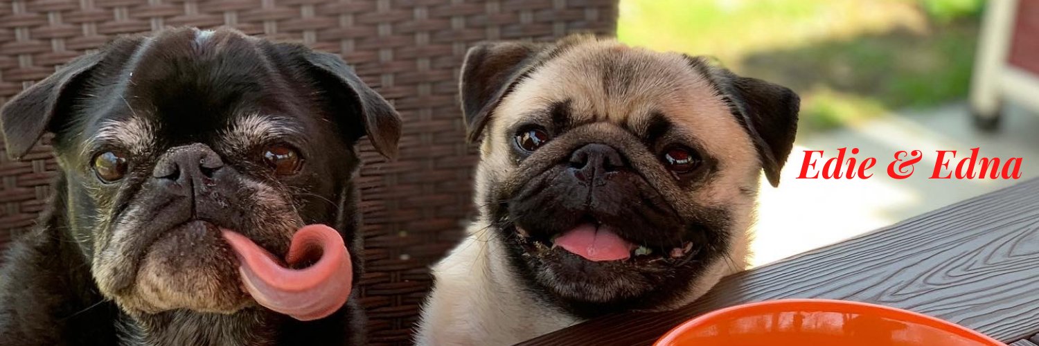 Edna the Pug & Angel Edie 🌈 banner