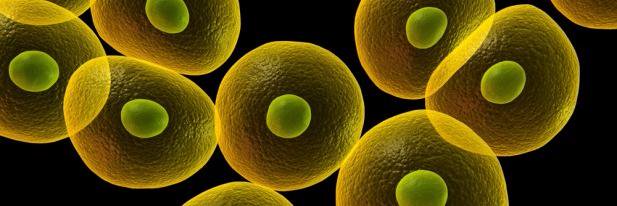 NeuroStemCells banner