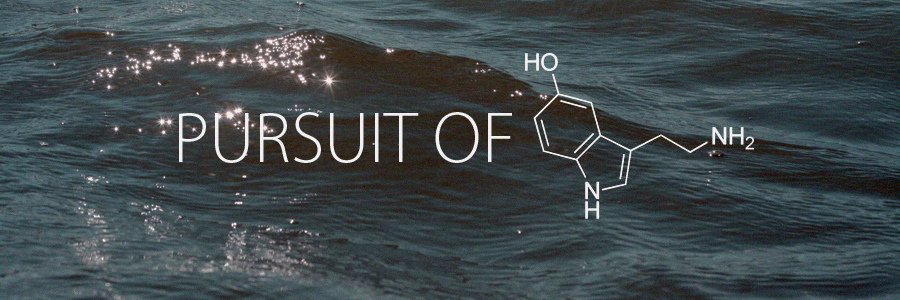 Nish 🤙🏾 banner